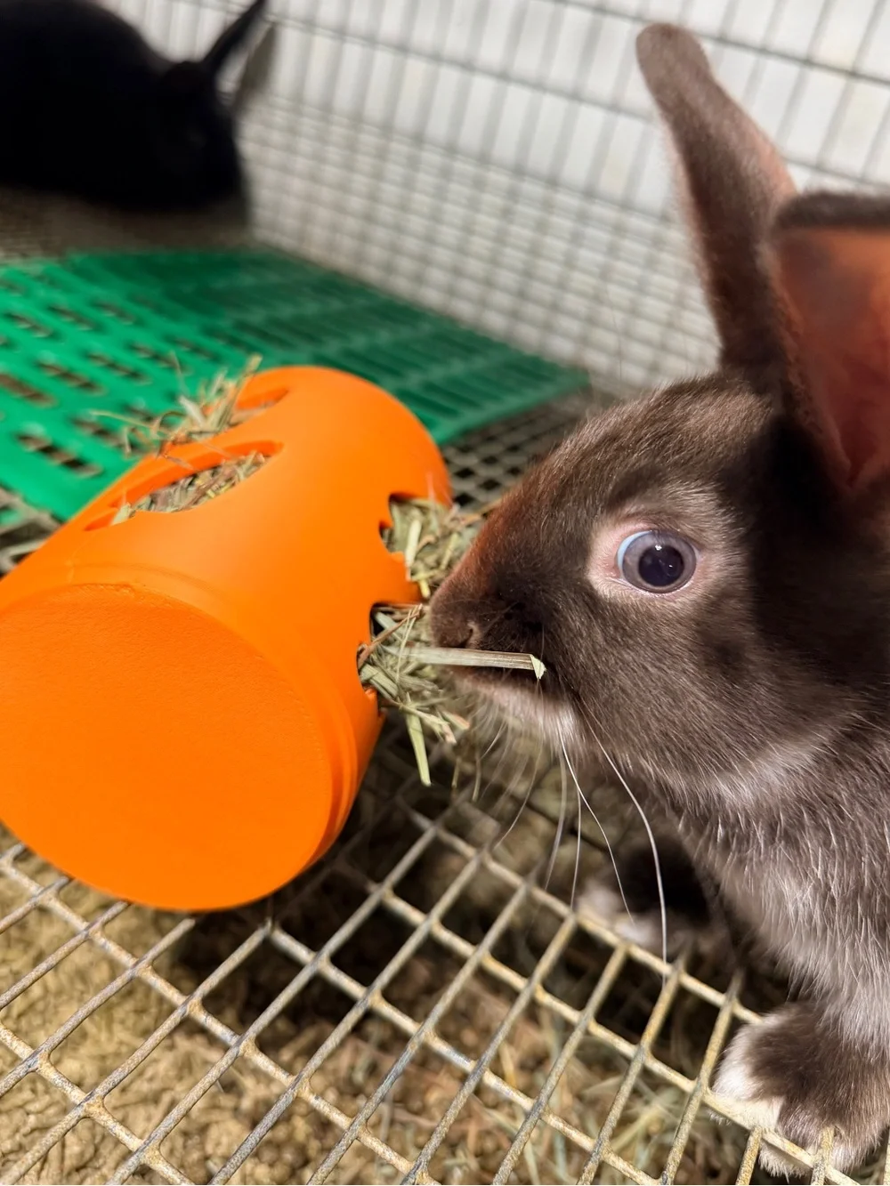 Rabbit/Guinea Pig Enrichment Toy/Hay Feeder